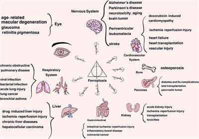 Ferroptosis and Its Potential Role in Metabolic Diseases: A Curse or Revitalization?